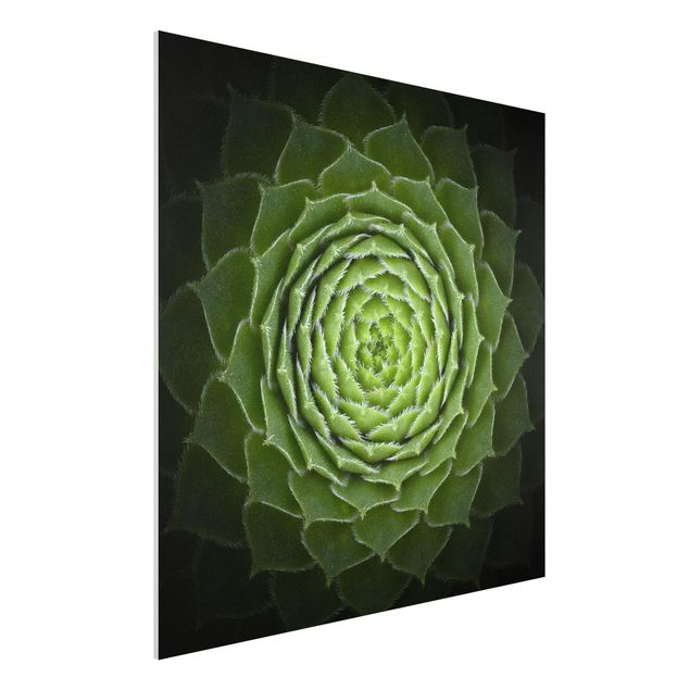 Forex print - Mandala Succulent