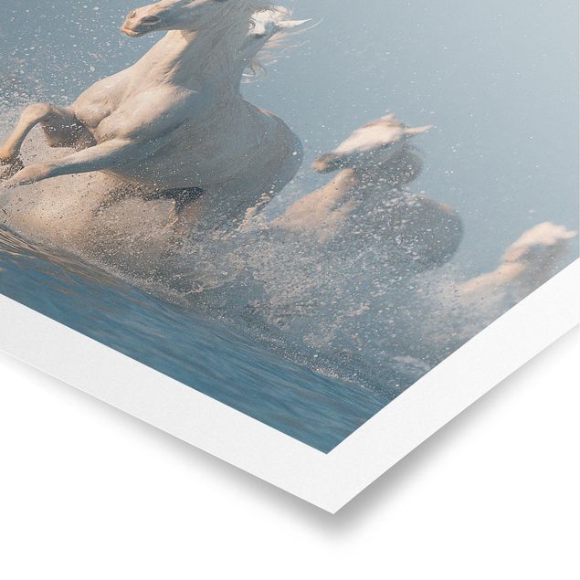 Poster - Herd Of White Horses