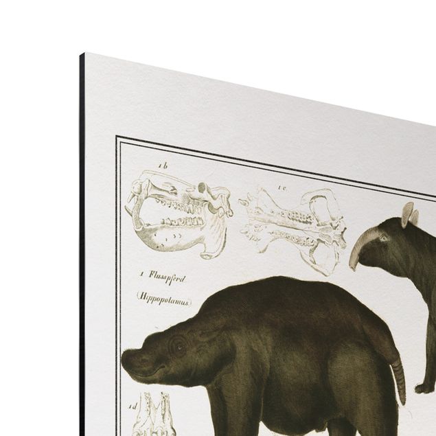 Print on aluminium - Vintage Board Elephant, Zebra And Rhino
