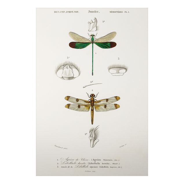 Print on aluminium - Vintage Board Dragonflies