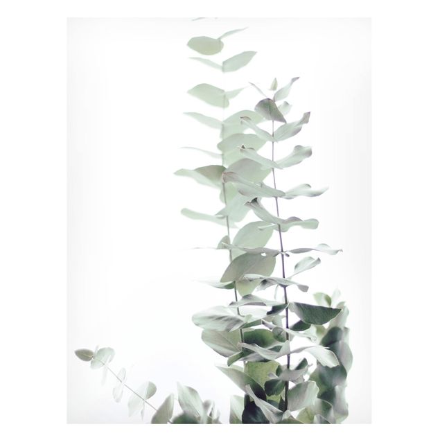 Magnetic memo board - Eucalyptus In White Light