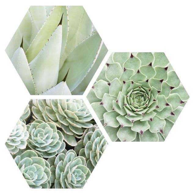 Alu-Dibond hexagon - Agave And Succulents Trio