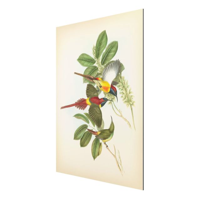 Print on aluminium - Vintage Illustration Tropical Birds III