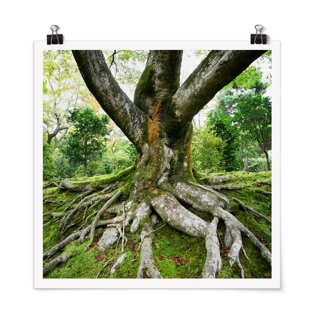 Poster - Old Tree