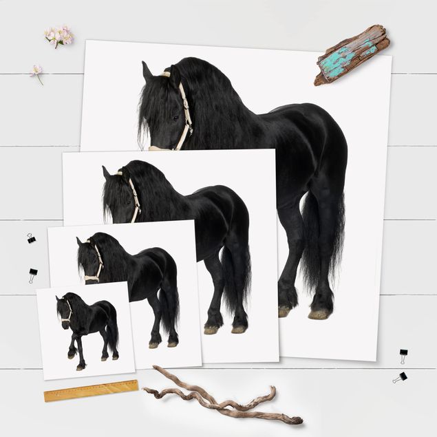 Poster - Friesian Mare