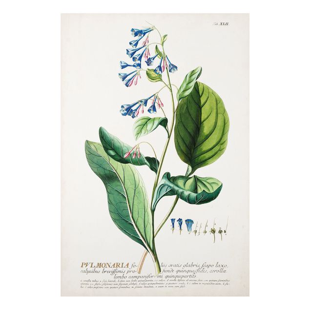 Print on forex - Vintage Botanical Illustration Lungwort