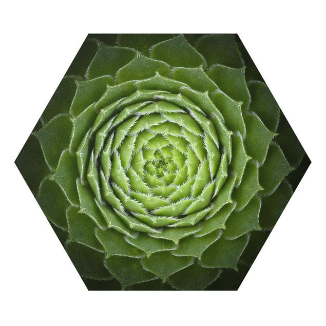 Forex hexagon - Mandala Succulent