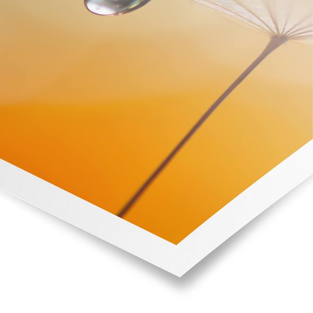 Poster - Dandelion In Orange