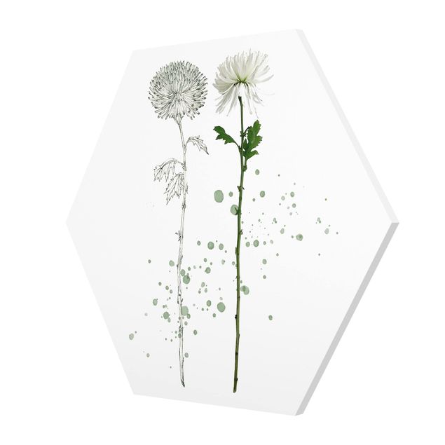 Forex hexagon - Botanical Watercolour - Dandelion