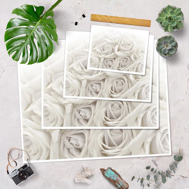 Poster - White Roses