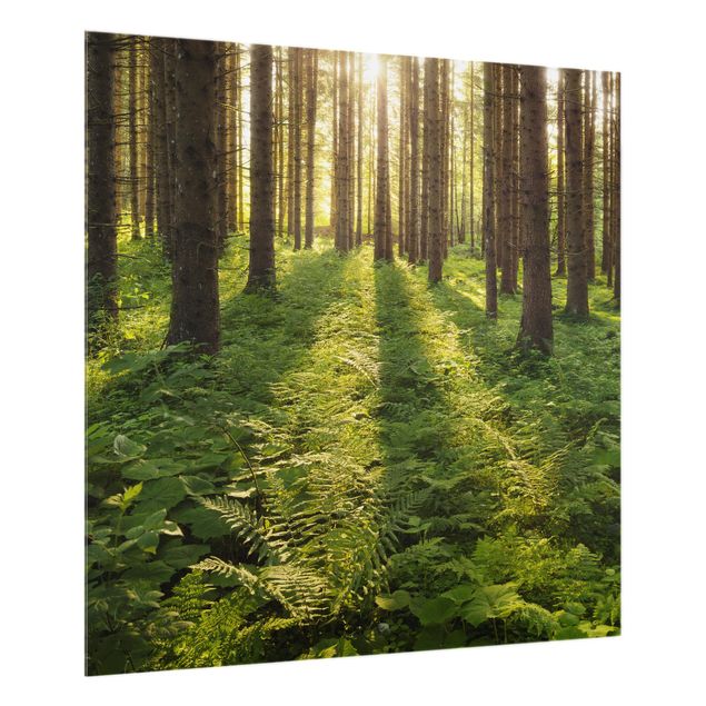 Glass Splashback - Sun Rays In Green Forest - Square 1:1
