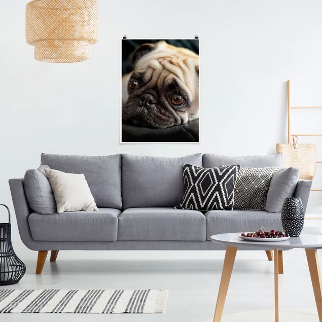Poster animals - Pensive Pug