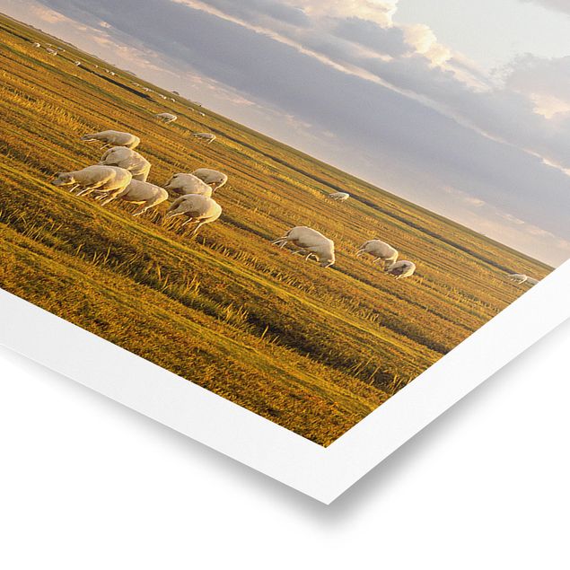 Panoramic poster animals - North Sea Lighthouse With Flock Of Sheep