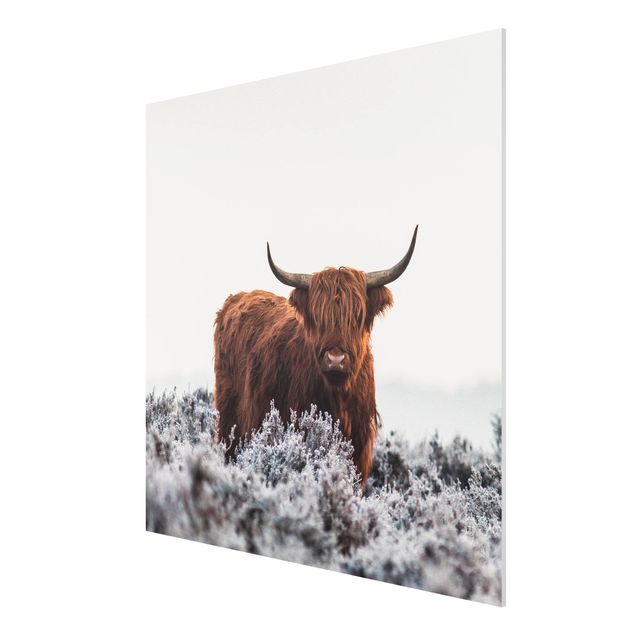 Forex print - Bison In The Highlands