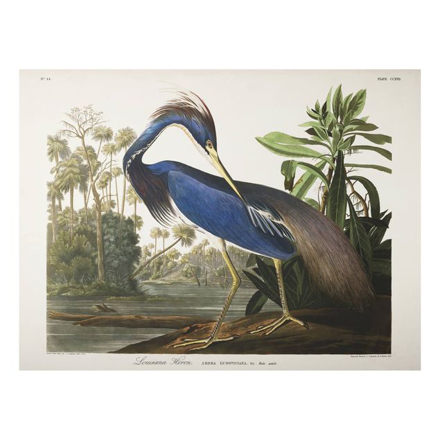 Print on aluminium - Vintage Board Louisiana Heron