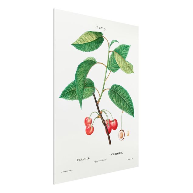 Aluminium dibond Botany Vintage Illustration Red Cherries