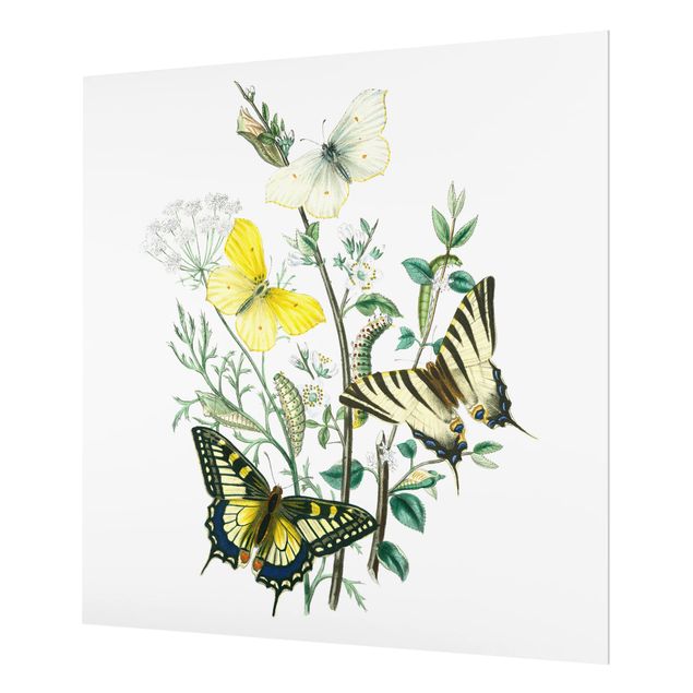 Glass Splashback - British Butterflies III - Square 1:1