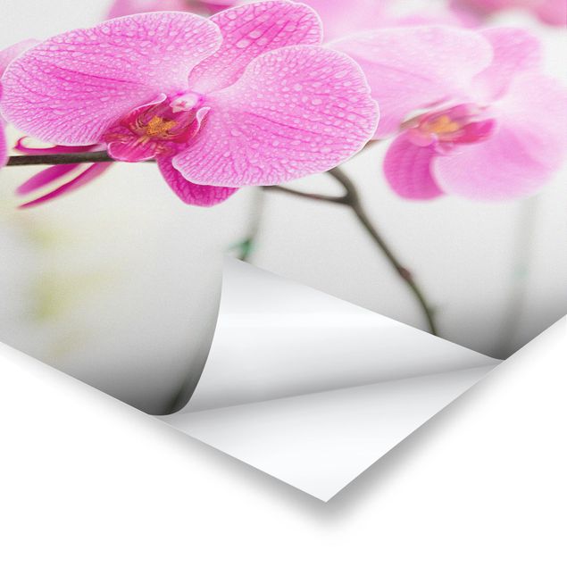 Poster - Close-Up Orchid