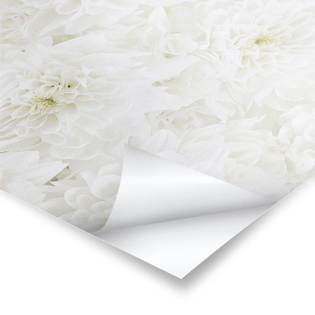 Poster - Dahlias Sea Of Flowers White