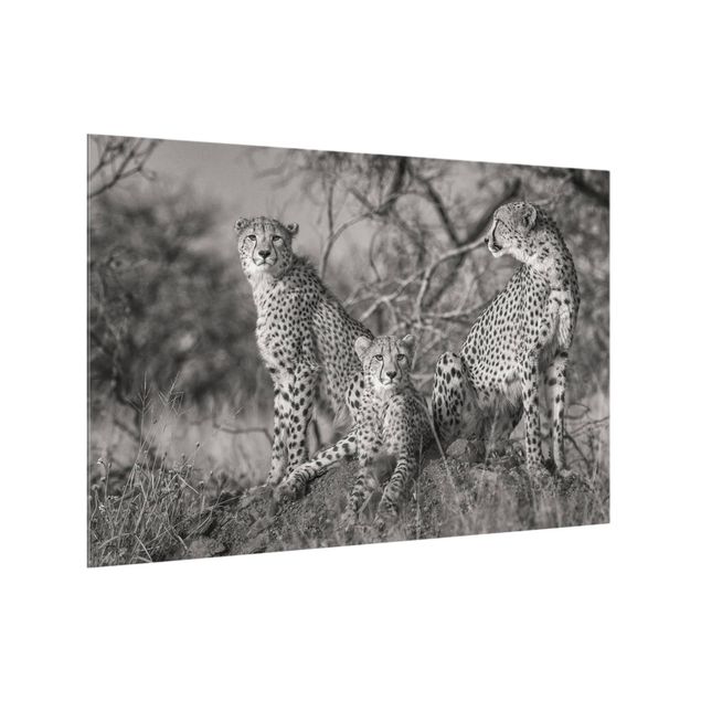 Splashback - Three Cheetahs