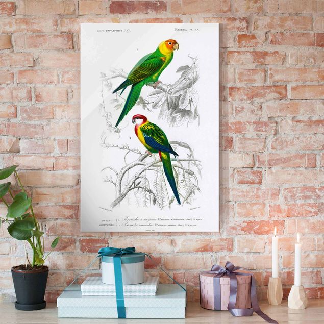 Glas Magnettafel Vintage Wall Chart Two Parrots Green Red