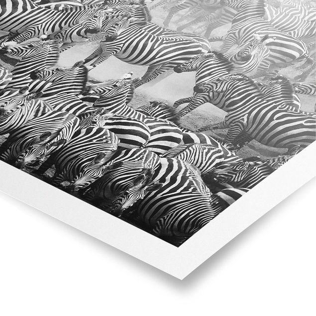 Poster - Zebra herd II