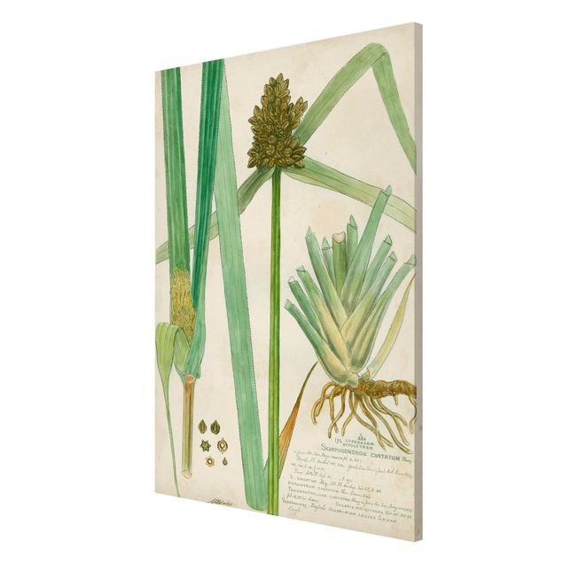 Magnetic memo board - Vintage Botany Drawing Grasses III