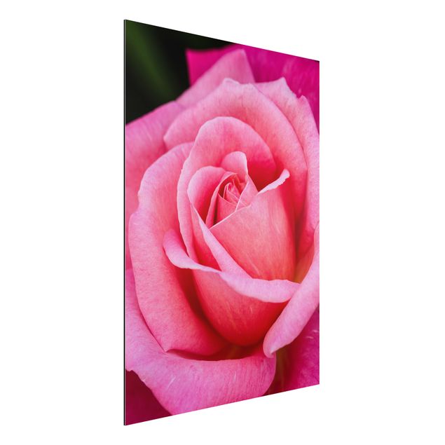 Aluminium dibond Pink Rose Flowers Green Backdrop