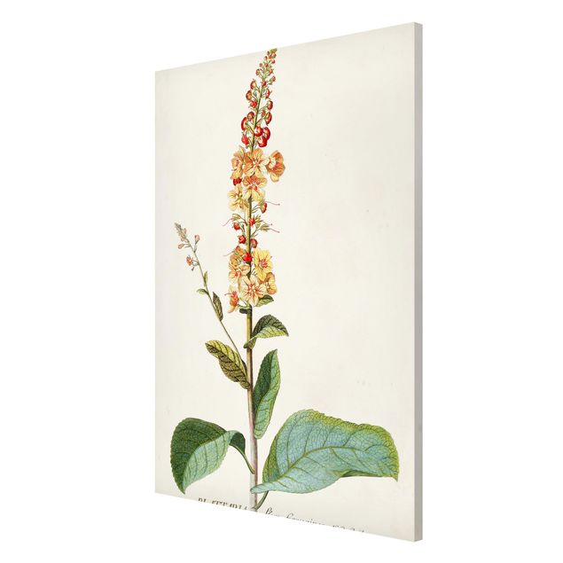 Magnetic memo board - Vintage Botanical Illustration Mullein