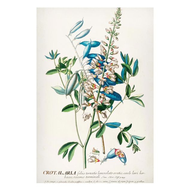 Magnetic memo board - Vintage Botanical Illustration Legumes