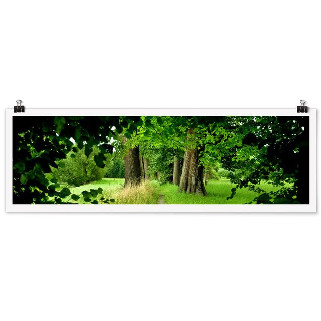 Panoramic poster forest - Hidden Clearing