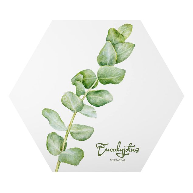 Alu-Dibond hexagon - Watercolour Botany Eucalyptus