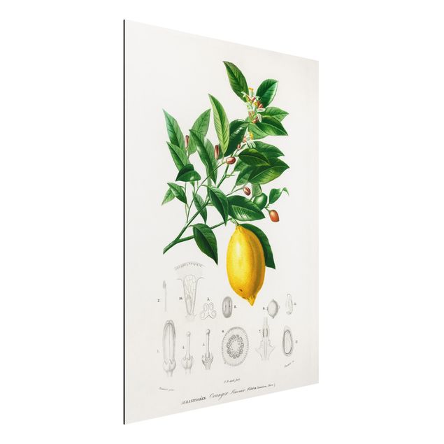 Aluminium dibond Botany Vintage Illustration Of Lemon