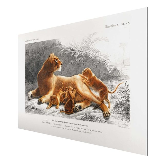 Print on aluminium - Vintage Board Lioness And Lion Cubs