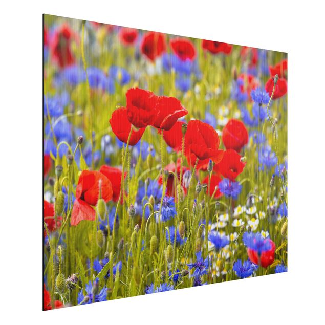 Dibond Summer Meadow With Poppies And Cornflowers