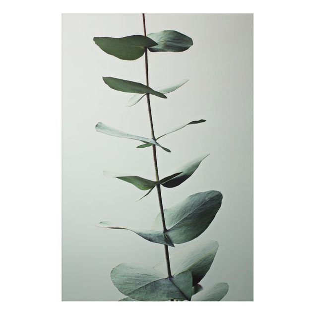 Print on aluminium - Symmetrical Eucalytus Twig