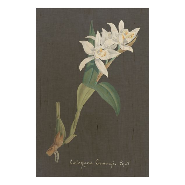 Print on wood - White Orchid On Linen II