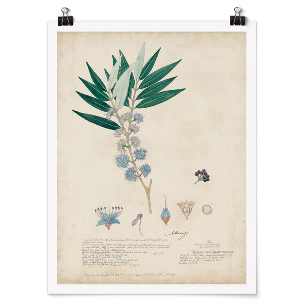 Poster flowers - Melastomataceae - Angustifolium