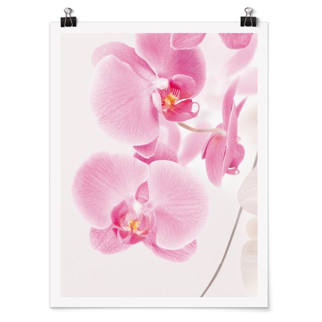 Poster - Delicate Orchids