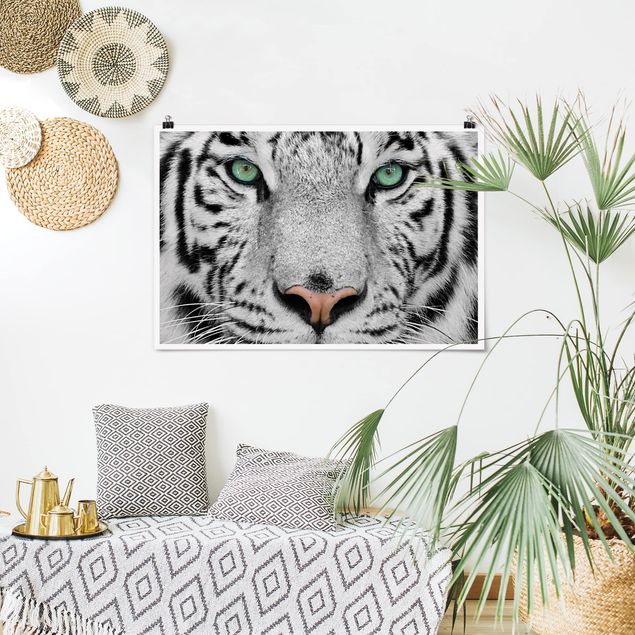 Poster - White Tiger