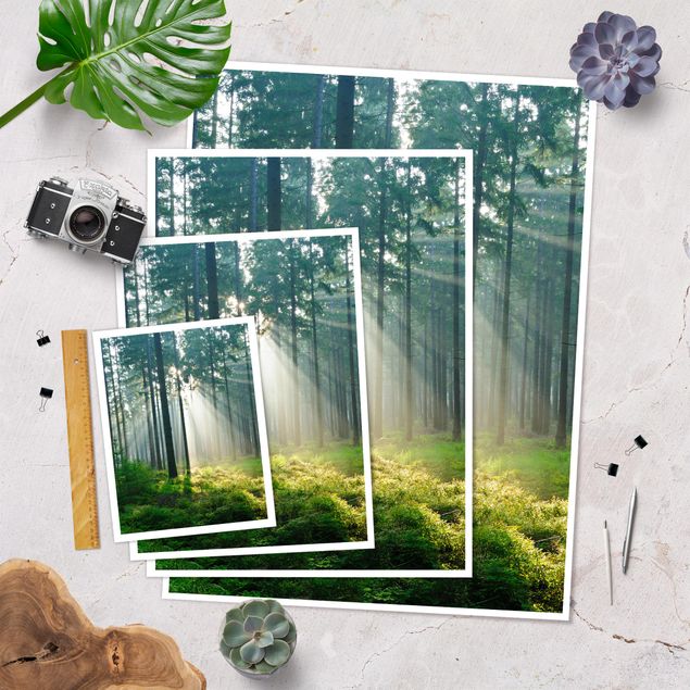 Poster forest - Enlightened Forest