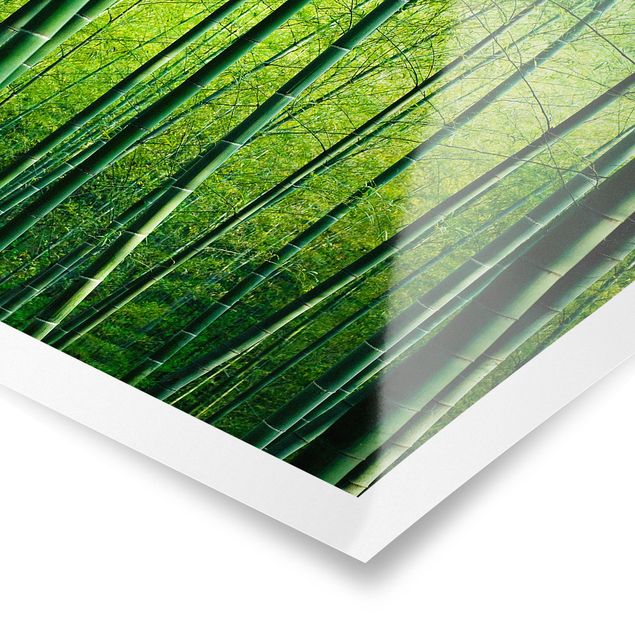 Poster - Bamboo Forest