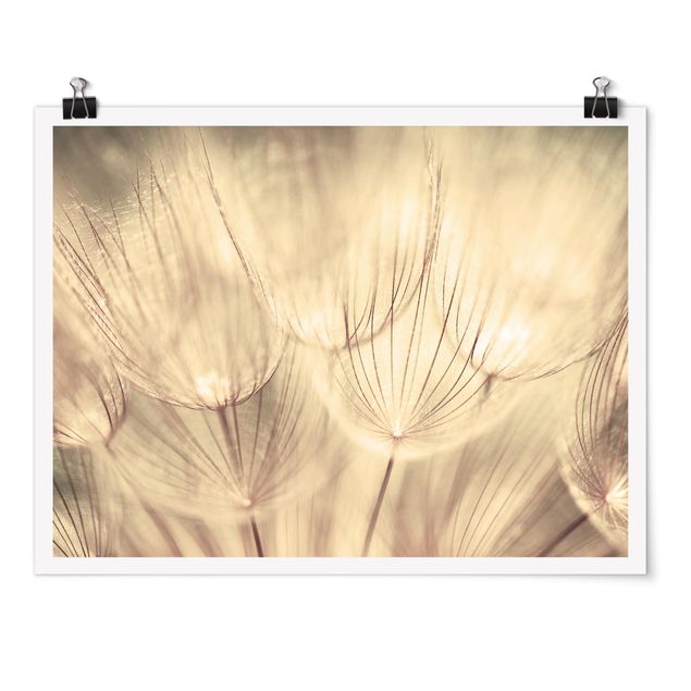 Poster - Dandelions Close-Up In Cozy Sepia Tones