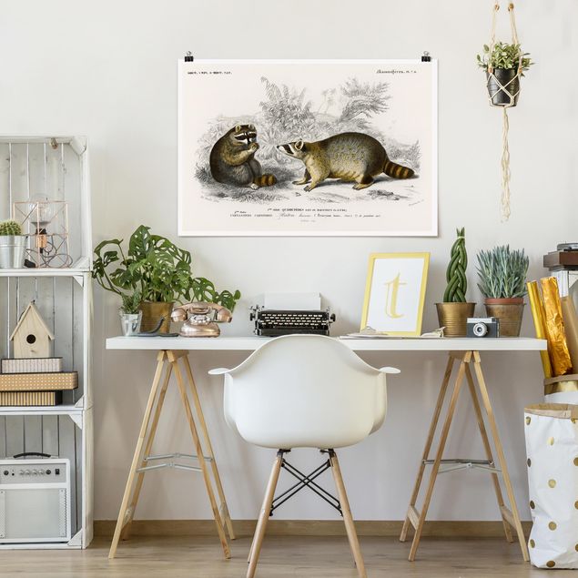 Poster - Vintage Board Raccoon