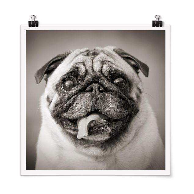 Poster - Funny Pug