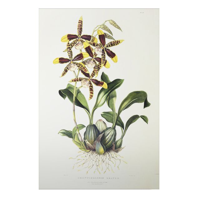 Print on aluminium - Maxim Gauci - Orchid II