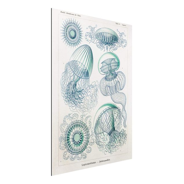 Aluminium dibond Vintage Board Jellyfish In Blue