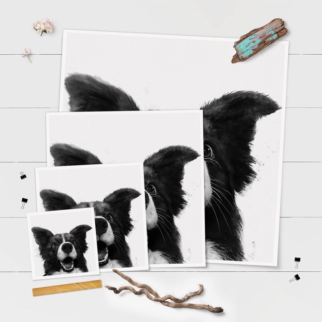 Poster - Illustration Dog Border Collie Black And White Painting