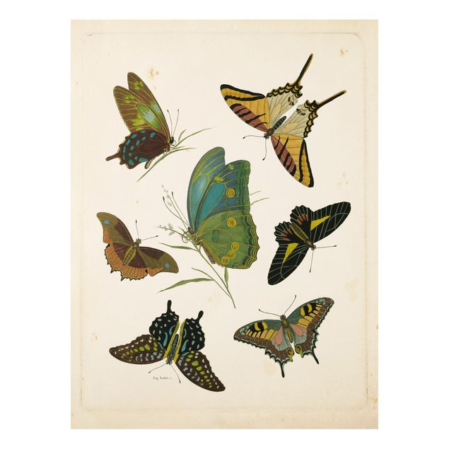 Print on forex - Vintage Illustration Exotic Butterflies