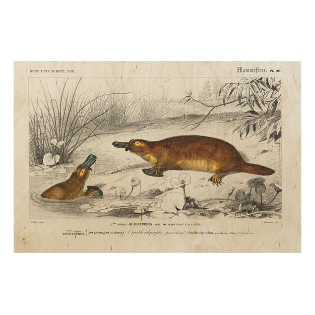 Print on wood - Vintage Board Platypus